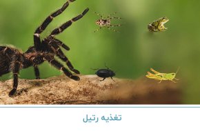 تغذیه رتیل