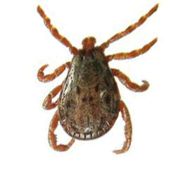 عکس های مربوط به کنه